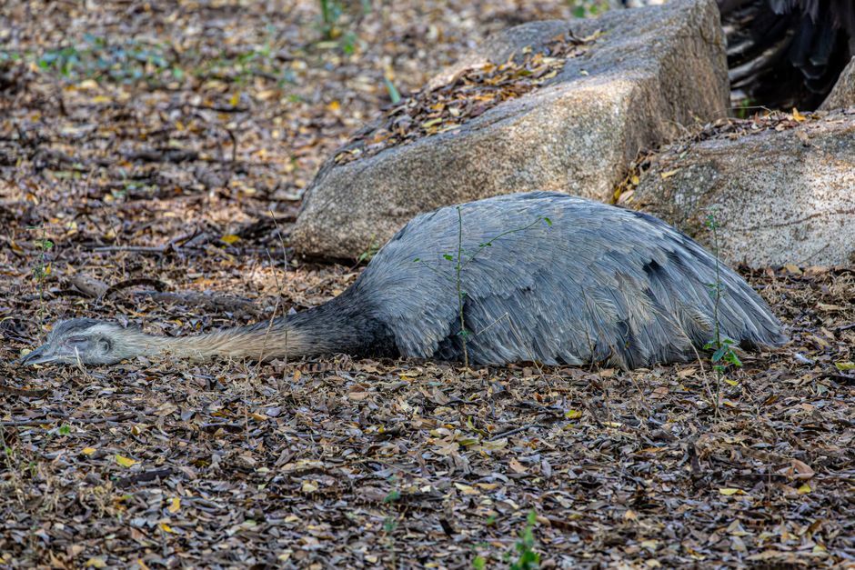 A Rhea resting camouflaged on forest floor covered in leaves, blending with natural surroundings.