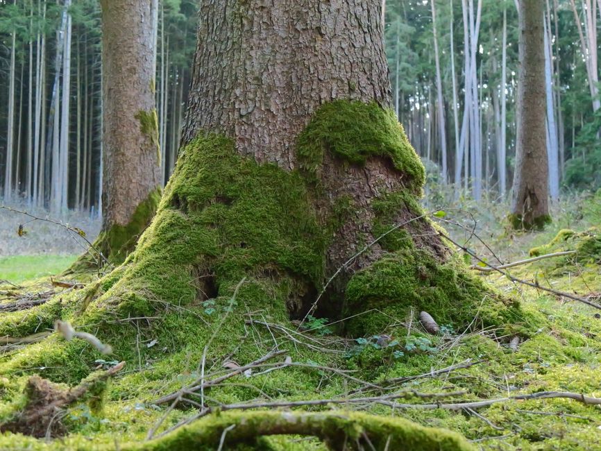 Close-up of a moss-covered tree trunk surrounded by a dense, lush forest.